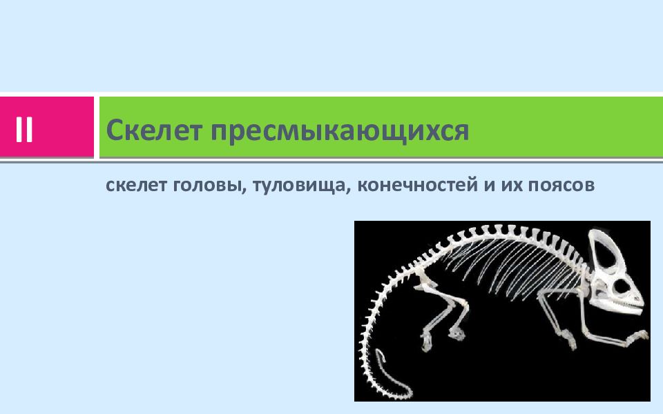 Скелет передних конечностей у пресмыкающихся. Скелет пресмыкающихся. Скелет головы пресмыкающихся. Скелет рептилий. Скелет поясов конечностей пресмыкающихся.