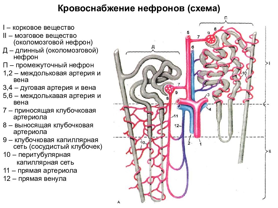 Кровоснабжение почки