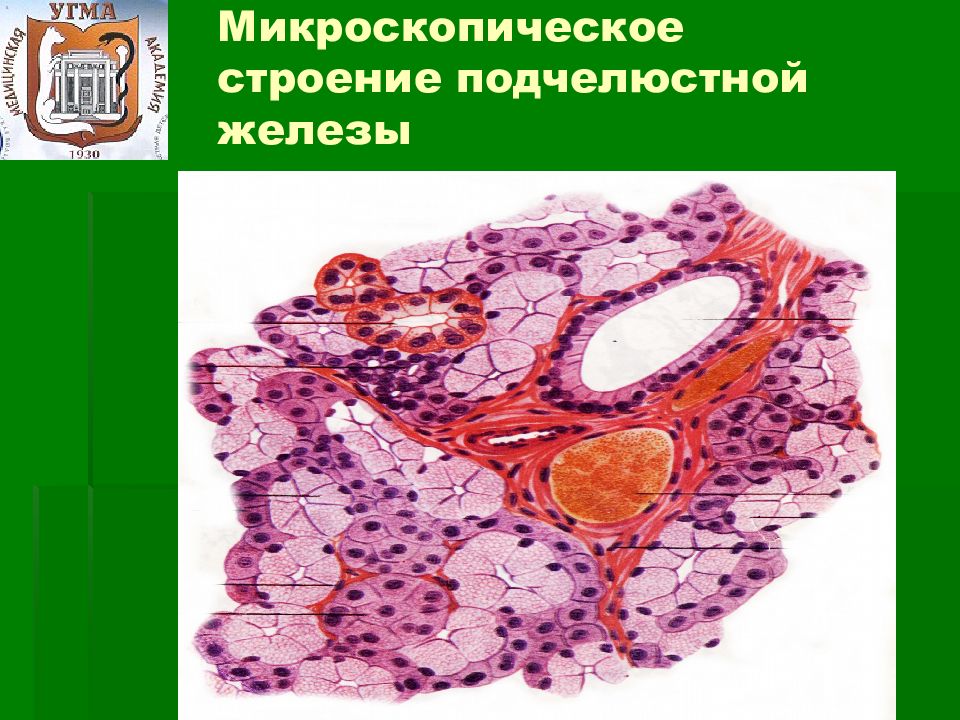 Подчелюстная железа. Подчелюстная железа строение. Микроскопическое строение поднижнечелюстной железы. Поднижнечелюстная железа строение. Микроскопическое строение поднижнечелюстной слюнной железы.