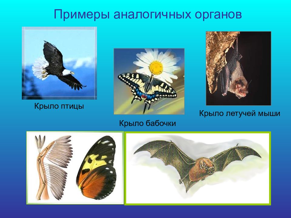 Пример аналогичного явления у животных. Аналогичные органы. Крыло бабочки и крыло летучей мыши. Аналогичные примеры. Аналогичными органами являются крыло бабочки и крыло птицы.
