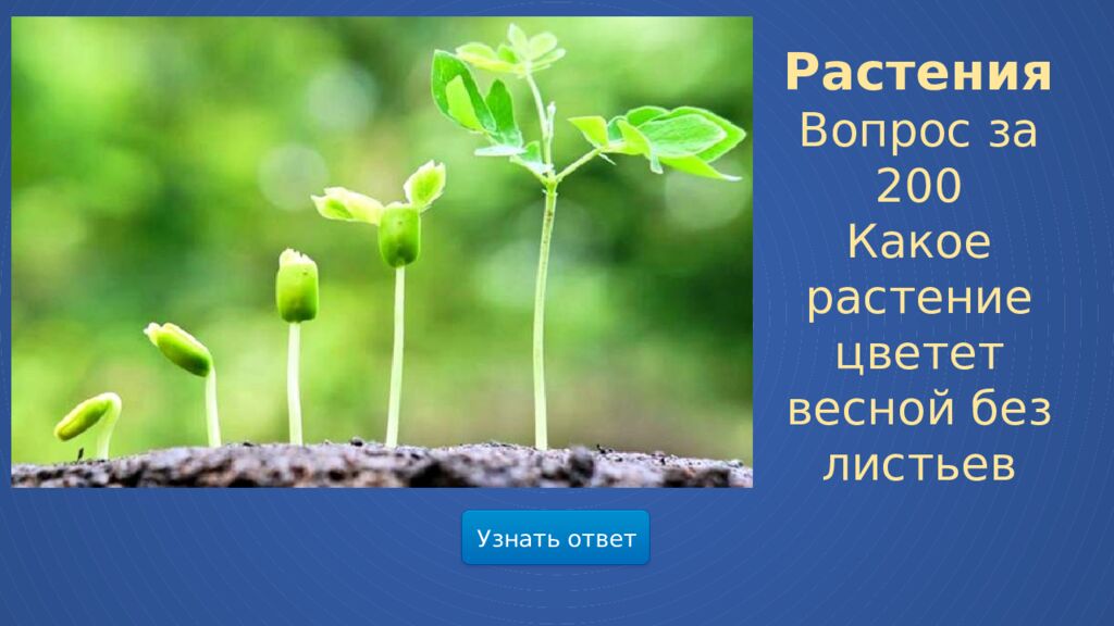 Мир весенней природы