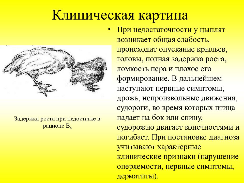 Причины поноса у кур. Цыплята опускают голову. Цыпленок опускает Крылья и голову.