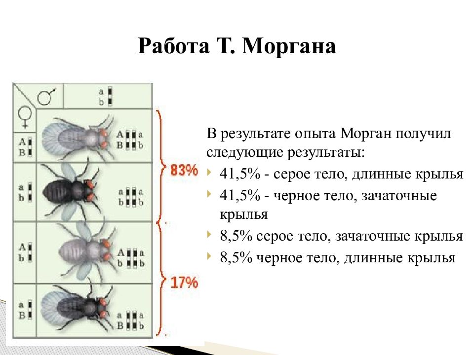 Презентация хромосомная теория наследственности закон моргана 10 класс