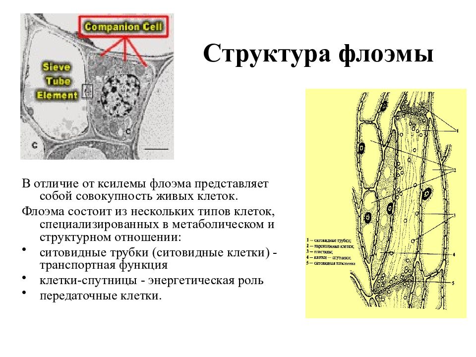 Рисунок основных элементов флоэмы