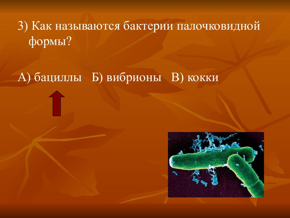 Как называются бактерии