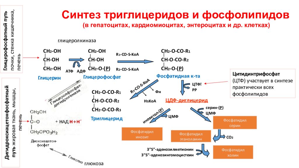 Синтез тест. Схема синтеза глицерофосфолипидов биохимия. Ресинтез фосфолипидов реакции. Биосинтез триацилглицеролов биохимия. Схема синтеза триглицеридов и фосфолипидов.