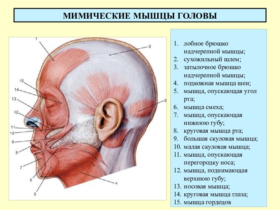 Мимические мышцы презентация