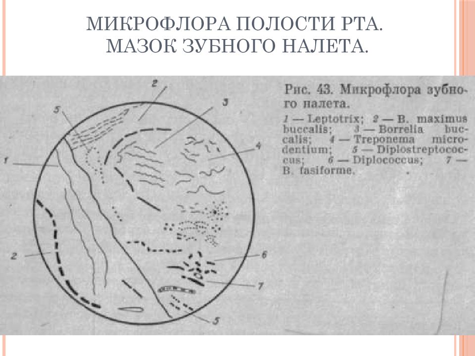 Презентация на тему микрофлора полости рта