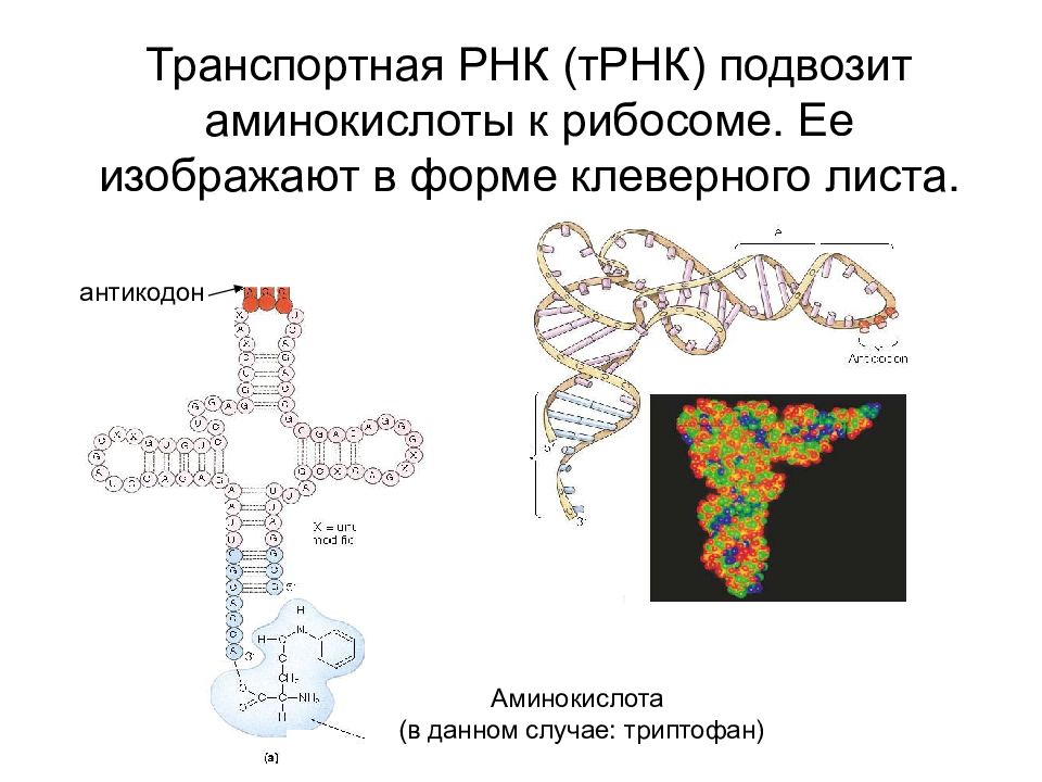 Трнк транспортируют аминокислоты. Форма транспортной РНК. Клеверный лист РНК. Транспортная РНК двухцепочечная. Транспортная РНК клеверный лист.