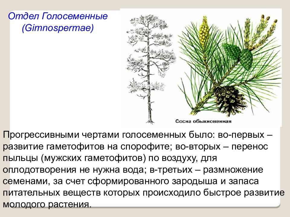 Признаки голосеменных. Двудомные Голосеменные. Торус Голосеменные. Атлас голосеменных. Преобладающее поколение голосеменных растений.