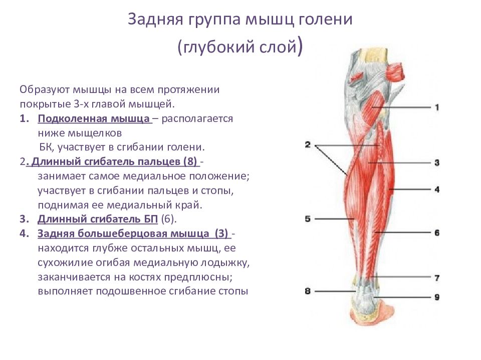 Мышцы голени презентация