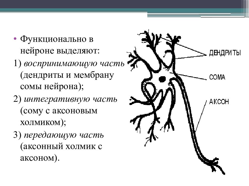 Нейрон 2. Сома нейрона. Воспринимающую часть (дендриты и мембрану сомы нейрона). Нейрон физиология ЦНС. Мембрана сомы нейрона.