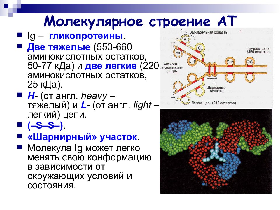 Молекулярное строение имеет следующее вещество. Молекулярной строенте. Молекулярной сторонние это. Молекулярное строение имеет. Иммуноглобулины молекулярное строение.