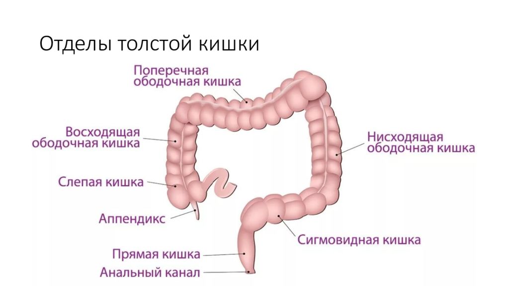 Восходящий отдел ободочной кишки схема