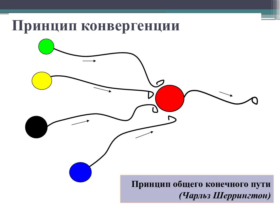 В общем в конечном. Принцип конвергенции. Принцип общего конечного пути. Принцип конечного пути Шеррингтона. Принцип общего конечного пути в ЦНС.