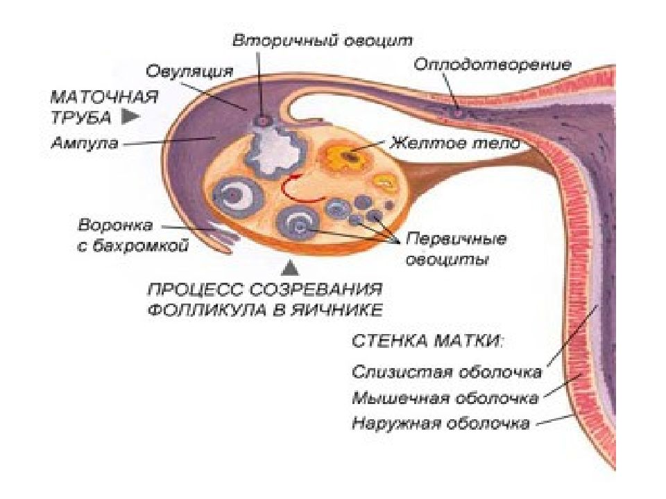 Строение женских половых органов внешнее строение рисунок анатомия и физиология органов