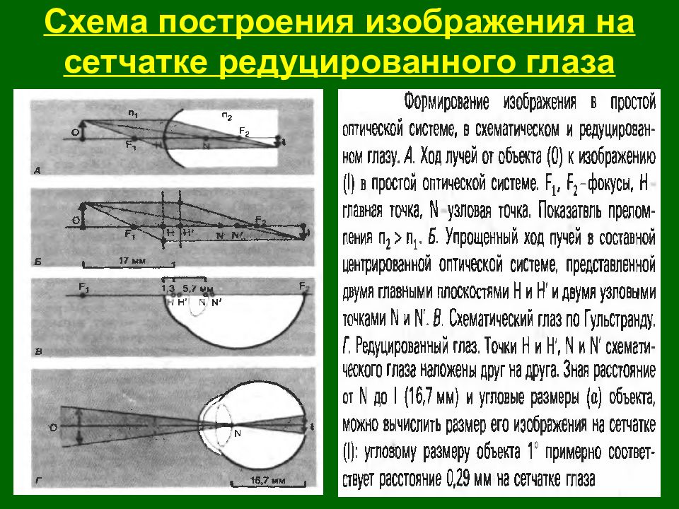 Каким получается изображение на сетчатке глаза. Построение изображения на сетчатке глаза. Схему построения изображения на сетчатке глаза.. Механизм построения изображения на сетчатке. Схема построения изображения в глазу.