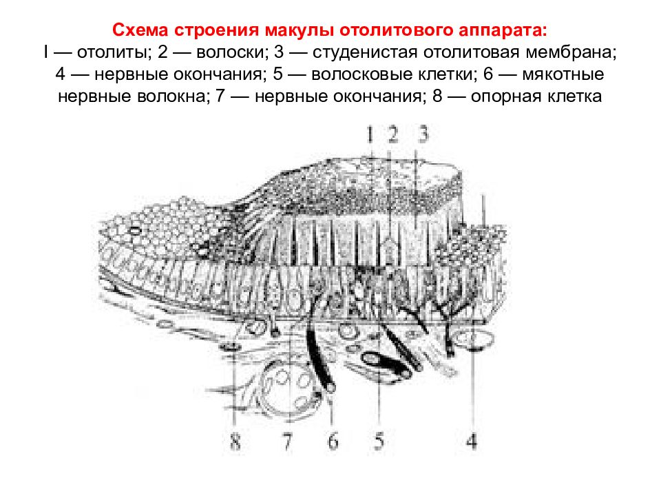 Схема строения макулы