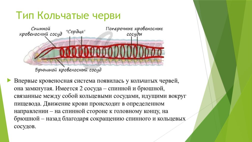 У червей впервые появилась. Эволюция кровеносной системы червей. Эволюция кровеносной системы Тип кольчатые черви. Кровеносная система кольчатых. Эволюция кровеносной системы у кольчатых червей.