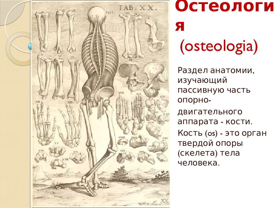 Остеология ( osteologia )
