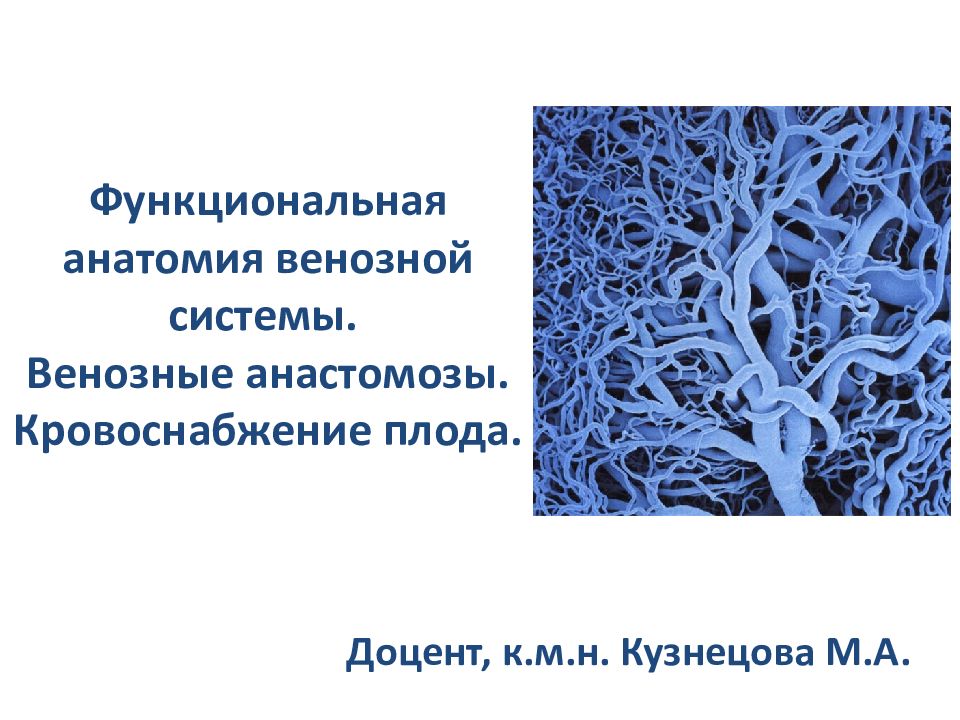 Венозные анастомозы презентация