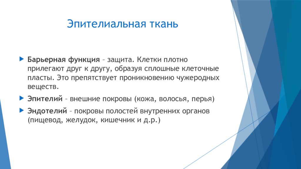 Ткань барьерной функции. Пласты биология. Клетки плотно прилегают друг к другу.