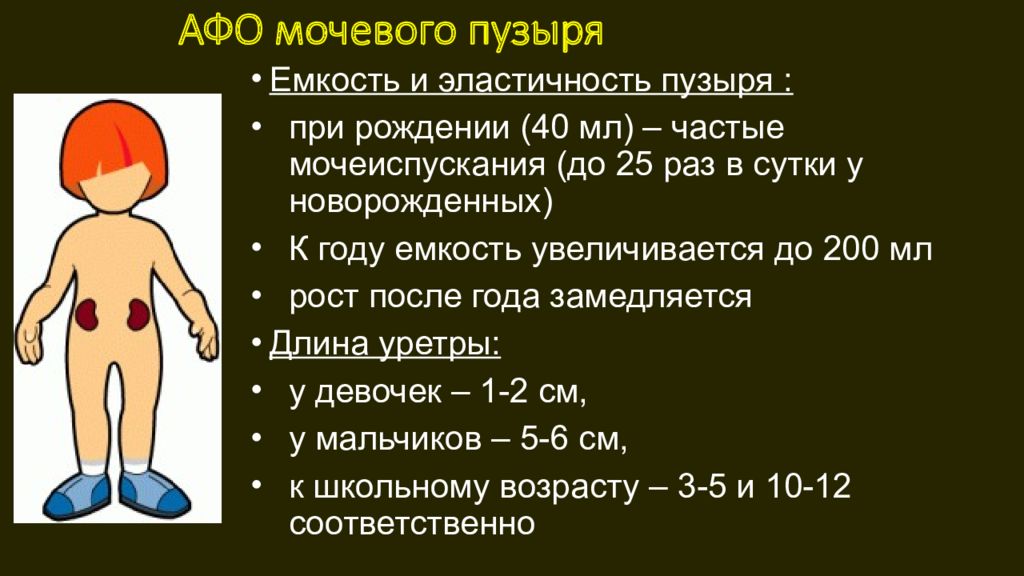 Презентация анатомо физиологические особенности мочевыделительной системы