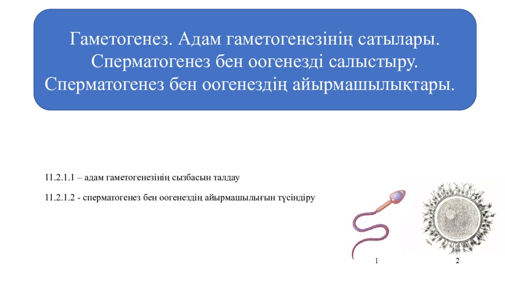 Гаметогенез. Адам гаметогенезінің сатылары. Сперматогенез бен оогенезді
