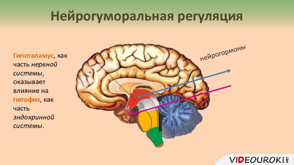 Нейрогуморальная регуляция картинки