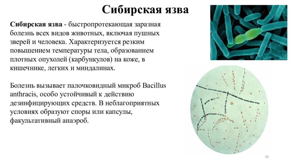 Клетка язвы. Возбудитель сибирской язвы микробиология. Bacillus anthracis Сибирская язва. Бациллы сибирской язвы микробиология. Возбудитель сибирской язвы микробиология кратко.