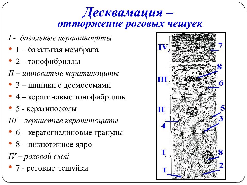 Десквамация. Клетки кератиноциты. Десквамация эпителия процесс. Десквамация эпителия гистология. Тонофибриллы строение гистология.