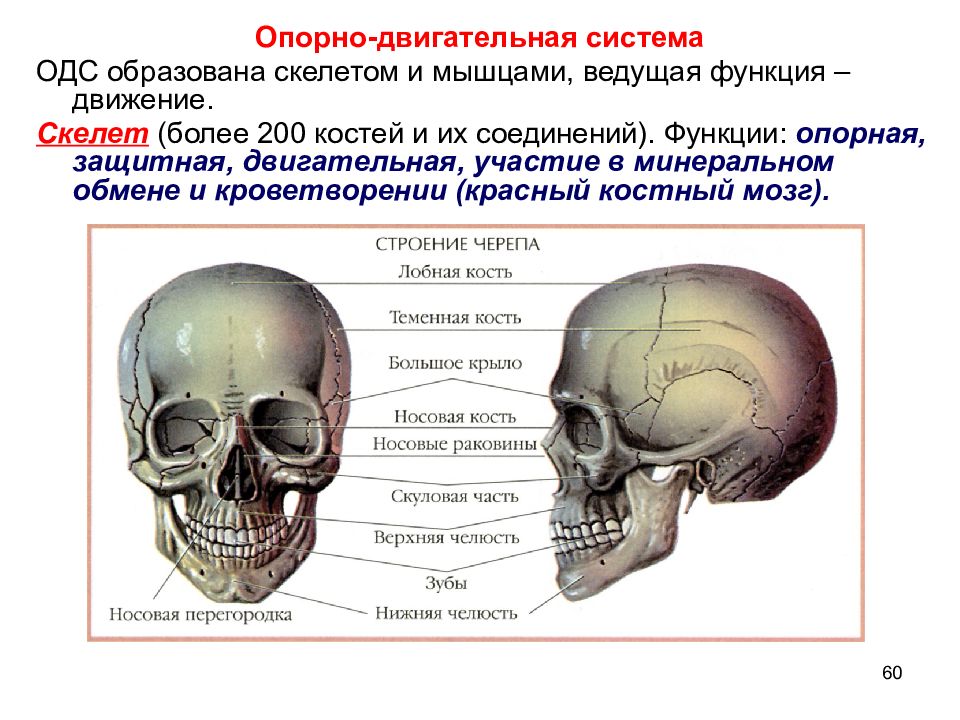 Опорная и защитная функция