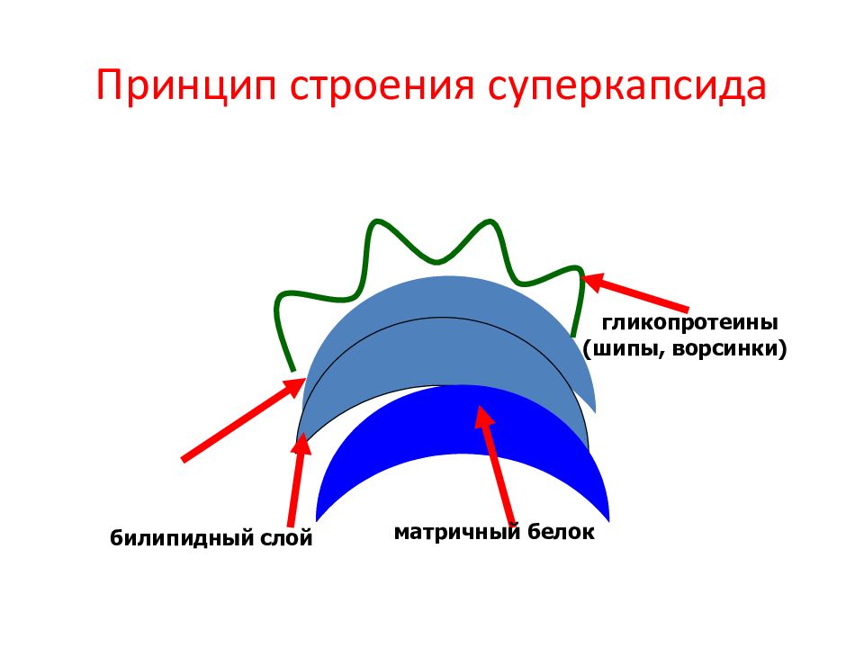 Принцип структуры