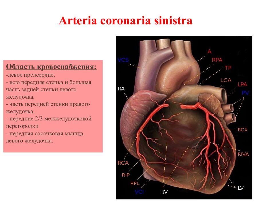 Какая кровь в левом желудочке сердца. Папиллярные мышцы левого желудочка. Сердце слайд для презентации. Аритмия левого желудочка сердца. Передняя стенка левого желудочка.