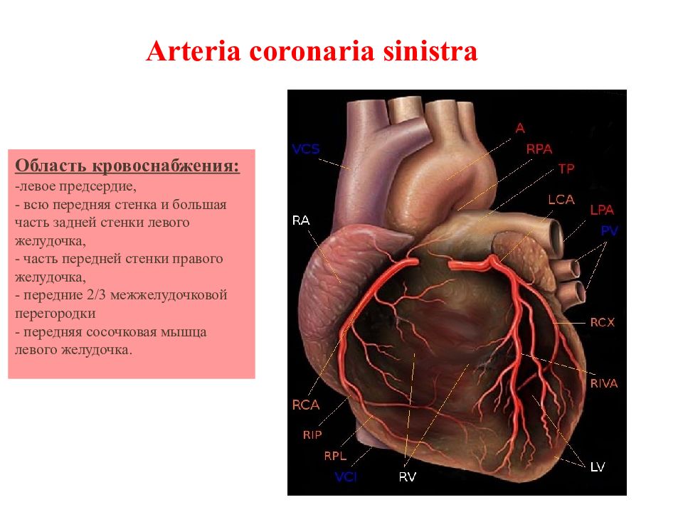 Сосочковые мышцы левого желудочка. Кровоснабжение левого желудочка. Перегородки сердца анатомия. Кровоснабжение передней стенки сердца. Стенки левого желудочка сердца