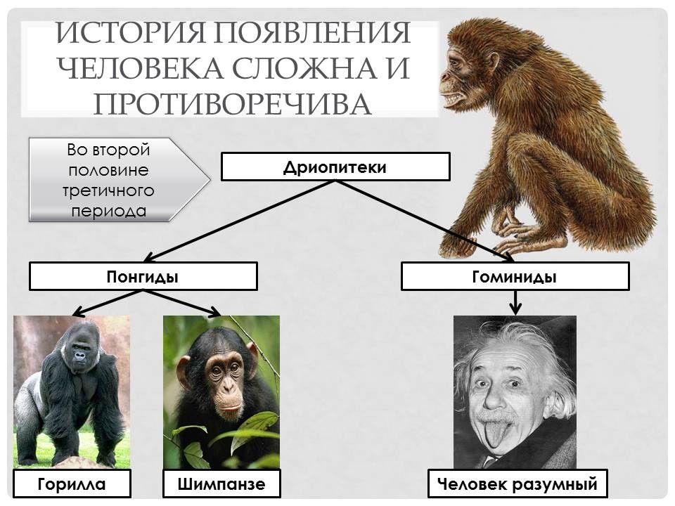 Схема появления человека