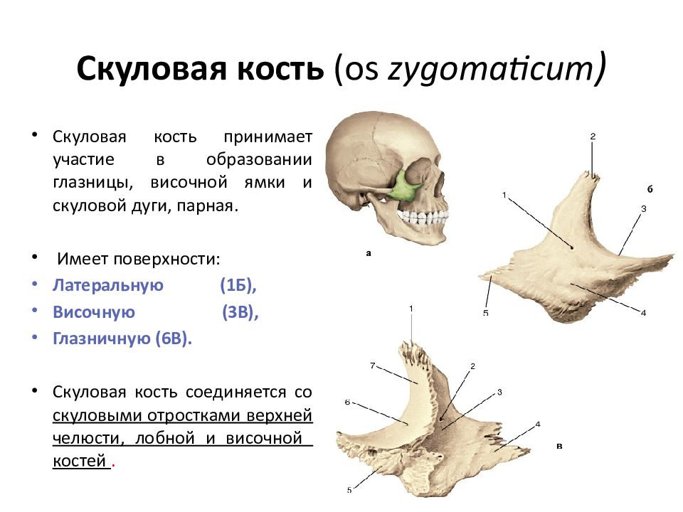 Укажите расположение и особенности строения скуловой кости