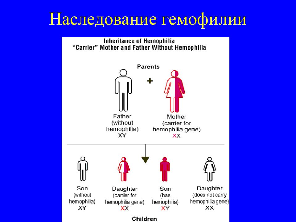 Женщины больные гемофилией. Гемофилия Тип наследования схема. Тип наследования при гемофилии. Гемофилия генетика Тип наследования. Гемофилия у человека наследуется.