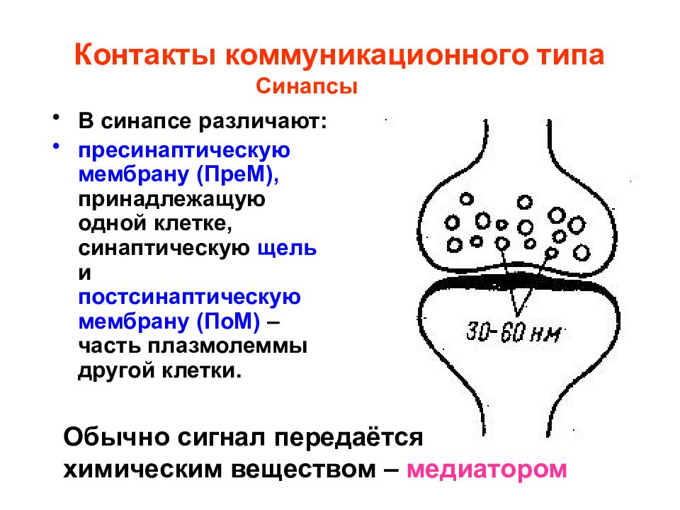 Свойства синапсов. Таблица электрические синапсы химические синапсы. Электрические синапсы у человека. Синаптическая щель. Медиаторы синапсов.