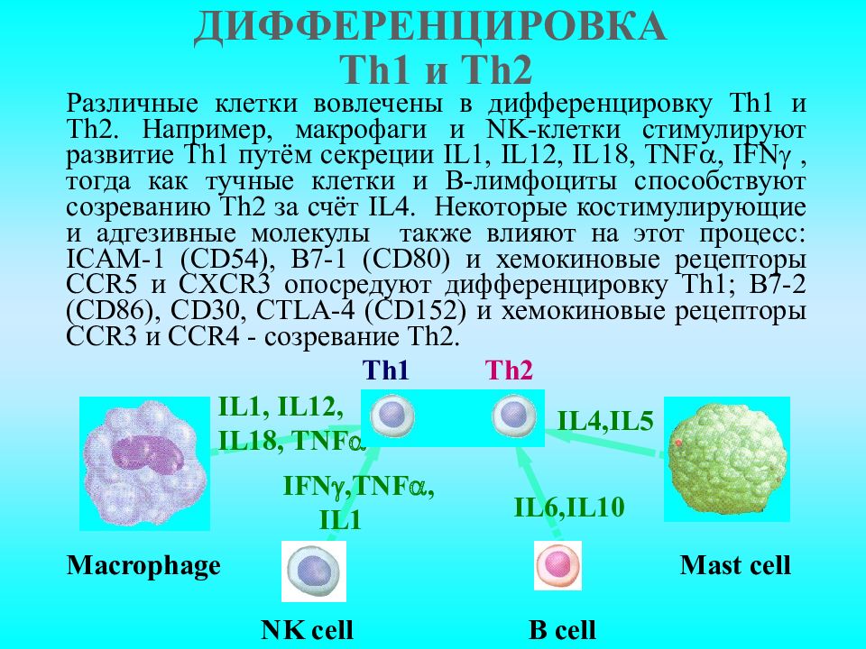 Схема ультрамикроскопического строения эозинофильного гранулоцита. Дифференцировка макрофагов. Дифференцировка макрофагов. Развитие макрофагов схема. Дифференцировка макрофагов.