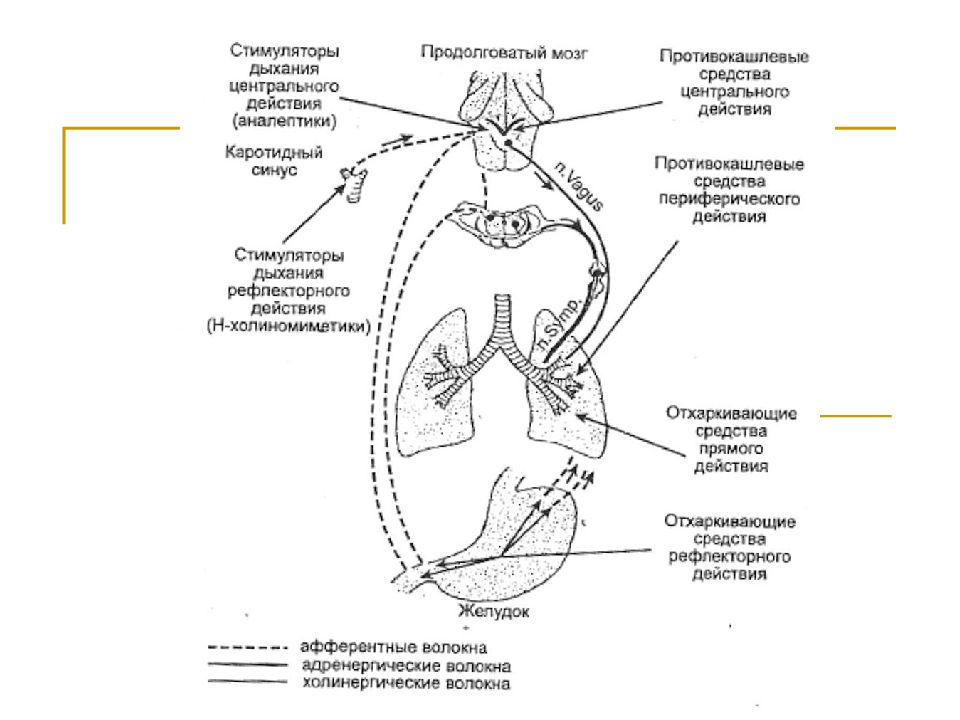 Дыхательная система скорпиона. Органы дыхания скорпионов. Лекарственные средства влияющие на органы дыхания. Схема средство органов дыхание.
