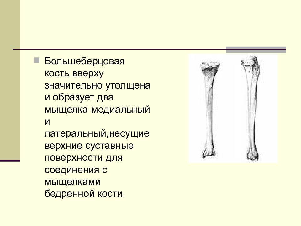 Латеральный и медиальный мыщелки бедренной кости