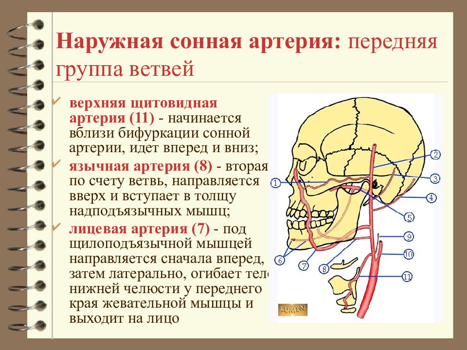 Кровоснабжение головы и шеи схема