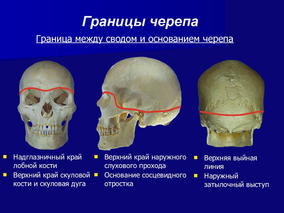 Презентация топографическая анатомия мозгового отдела головы