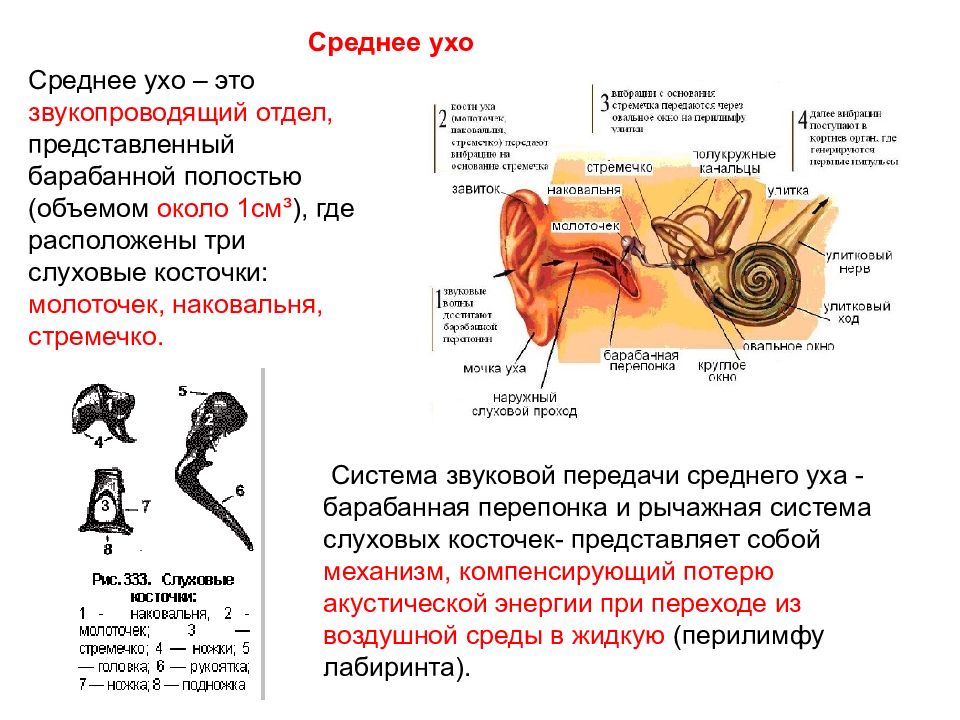 Какое давление в среднем ухе. Среднее ухо. Строение слуховой сенсорной системы. Среднее ухо барабанная перепонка слуховые косточки. Среднее ухо с системой слуховых косточек.