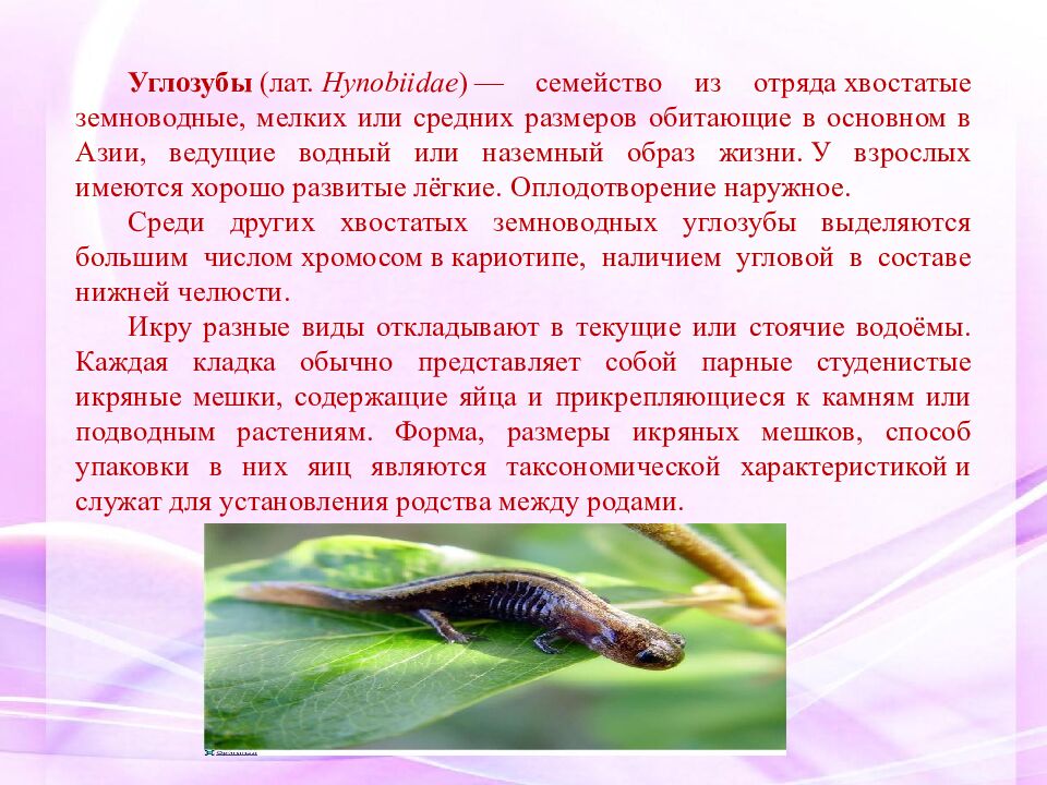 Классная работа Тема: МНОГООБРАЗИЕ И ЗНАЧЕНИЕ ЗЕМНОВОДНЫХ «Лягушкам только