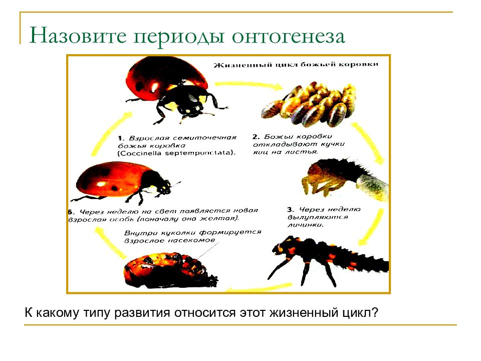 Какой тип развития характерен для божьей коровки пятиточечной изображенной на рисунке