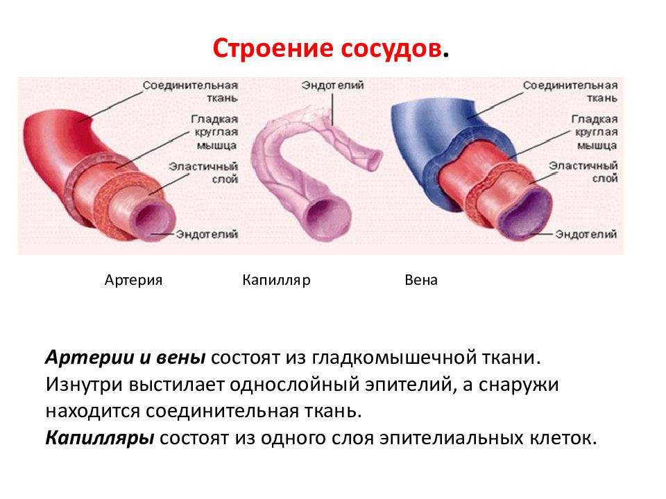 Соответствие артерии вены капилляры. Строение сосудов. Строение вен. Строение капилляров.