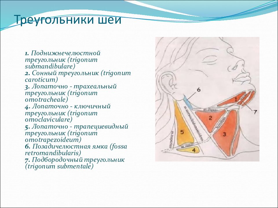 Треугольники шеи. Наружный треугольник шеи топографическая анатомия. Треугольники передней области шеи. Шейные треугольники топографическая анатомия. Топография шеи треугольники.