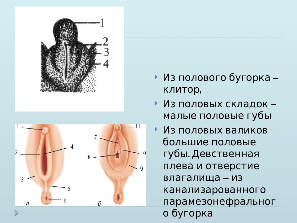 Малые половые губы схема